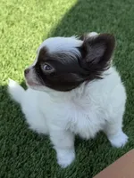 Emmy, a female Chihuahua for sale in Reno, NV – 2 of 10