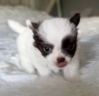 Emmy, a female Chihuahua for sale in Reno, NV – 5 of 10