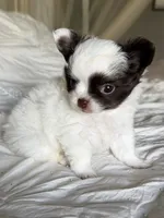 Emmy, a female Chihuahua for sale in Reno, NV – 9 of 10