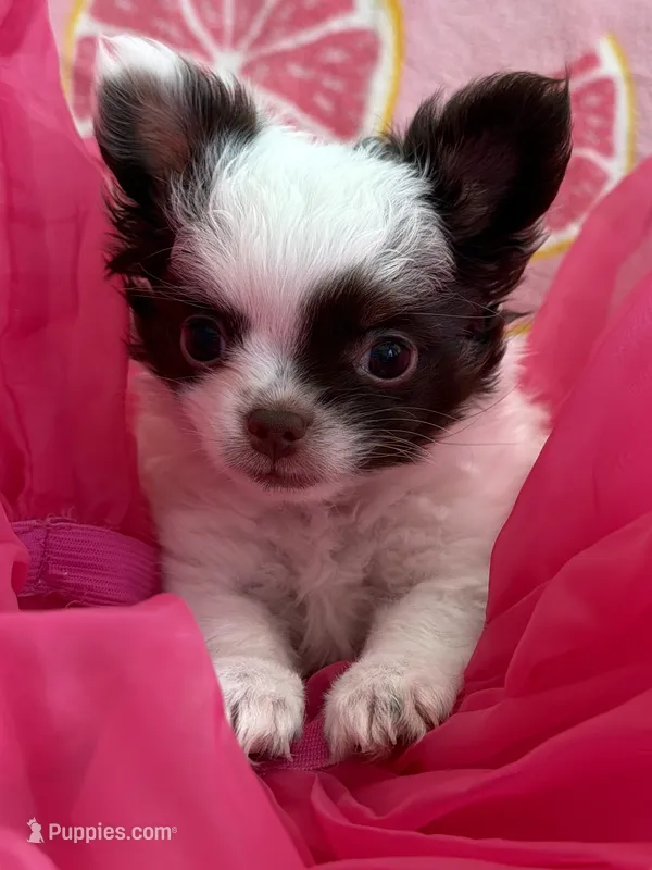 Emmy – Chihuahua puppy for sale in Reno, NV