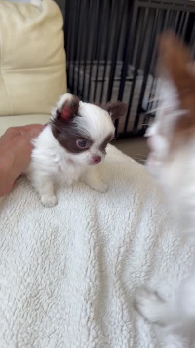 Emmy, a female Chihuahua for sale in Reno, NV – 10 of 10