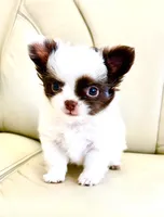Emmy, a female Chihuahua for sale in Reno, NV – 2 of 10