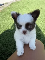 Emmy, a female Chihuahua for sale in Reno, NV – 6 of 10