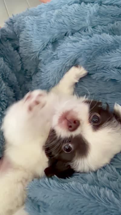 Emmy, a female Chihuahua for sale in Reno, NV – 10 of 10
