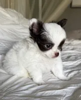 Emmy, a female Chihuahua for sale in Reno, NV – 3 of 10