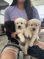Golden Shepard, a male German Shepherd Dog and Golden Retriever for sale in Port St. Lucie, FL – Photo 2 of 2