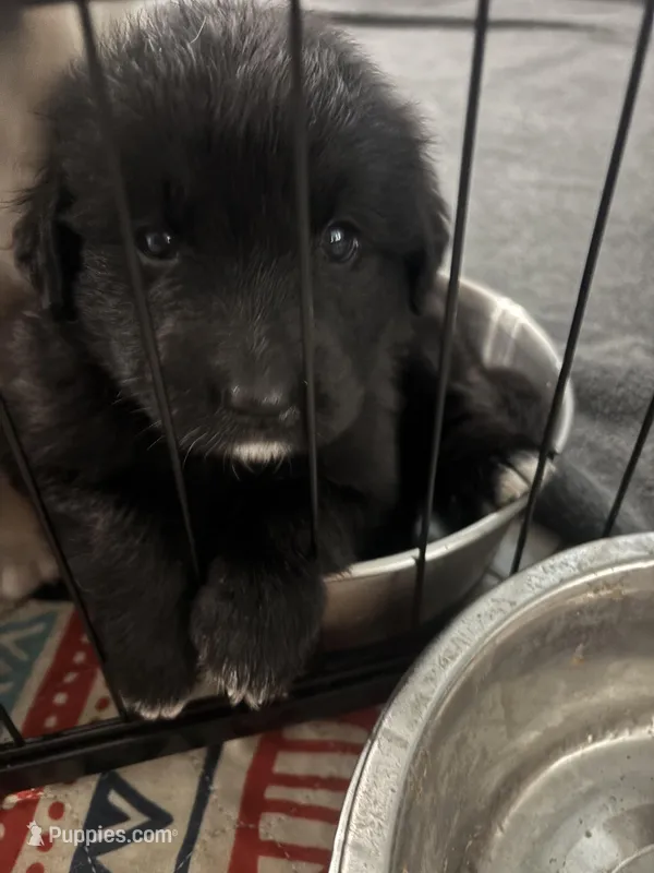 Golden Shepard – German Shepherd Dog, Golden Retriever puppy for sale in Port St. Lucie, FL