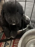 Golden Shepard, a male German Shepherd Dog and Golden Retriever for sale in Port St. Lucie, FL – Photo 1 of 2