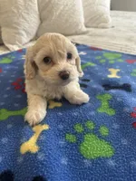 processed/2fb2475a-e406-42e7-a310-43c2b8534e18/listing/a680d360-4be1-47d2-94cd-434f7c62feb6/6e549c45-87c8-4707-a1ef-8995aac6d38f