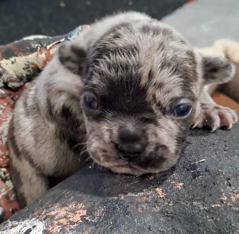 DRAKE – French Bulldog puppy for sale in Minneapolis, MN