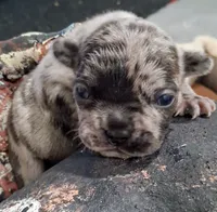 DRAKE, a male French Bulldog for sale in Minneapolis, MN – 1 of 4