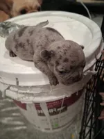 Drake, a male French Bulldog for sale in Minneapolis, MN – 3 of 3