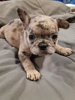 Amber, a female French Bulldog for sale in Minneapolis, MN – 4 of 8