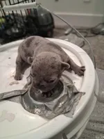 Drake, a male French Bulldog for sale in Minneapolis, MN – 1 of 3