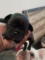 Lizzo, a female French Bulldog for sale in Minneapolis, MN – 8 of 8