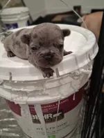 Drake, a male French Bulldog for sale in Minneapolis, MN – 2 of 3
