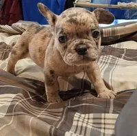 Amber, a female French Bulldog for sale in Minneapolis, MN – 5 of 8