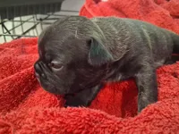 Lizzo, a female French Bulldog for sale in Minneapolis, MN – 6 of 8