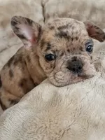Amber, a female French Bulldog for sale in Minneapolis, MN – 7 of 8