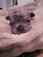 CATLIN, a female French Bulldog for sale in Minneapolis, MN – 6 of 7