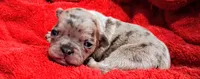 CATLIN, a female French Bulldog for sale in Minneapolis, MN – 3 of 3