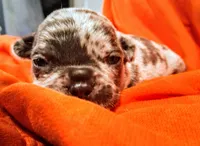 DRAKE, a male French Bulldog for sale in Minneapolis, MN – 4 of 4