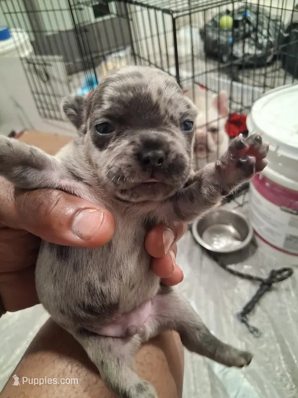 Catlin – French Bulldog puppy for sale in Minneapolis, MN