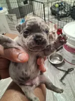 Catlin, a female French Bulldog for sale in Minneapolis, MN – 1 of 3