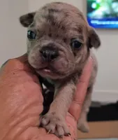 CATLIN, a female French Bulldog for sale in Minneapolis, MN – 7 of 7