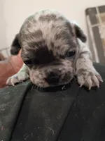 DRAKE, a male French Bulldog for sale in Minneapolis, MN – 7 of 7