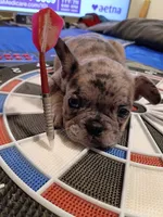 Amber, a female French Bulldog for sale in Minneapolis, MN – 3 of 8