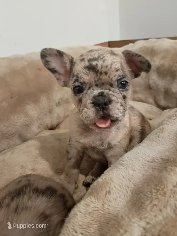 Amber – French Bulldog puppy for sale in Minneapolis, MN