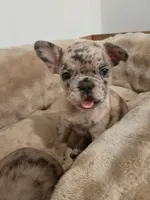 Amber, a female French Bulldog for sale in Minneapolis, MN – 1 of 8