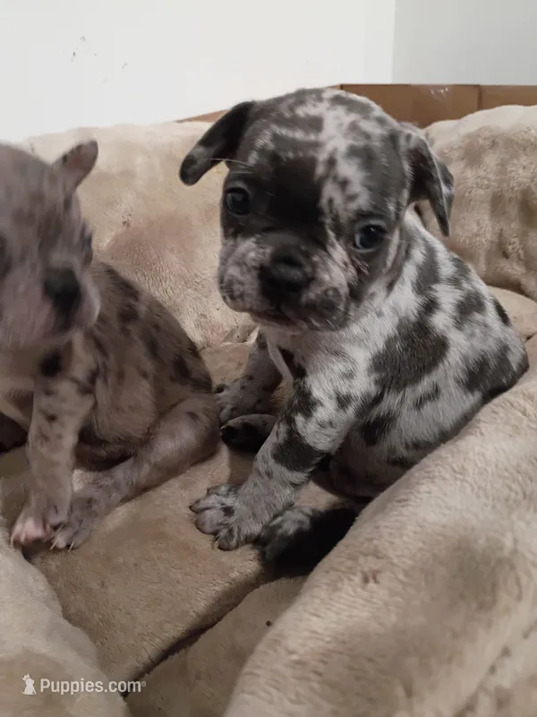 DRAKE – French Bulldog puppy for sale in Minneapolis, MN