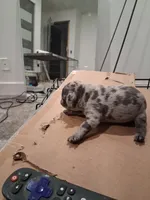 Catlin, a female French Bulldog for sale in Minneapolis, MN – 2 of 3