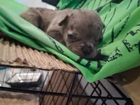 CATLIN, a female French Bulldog for sale in Minneapolis, MN – 5 of 7