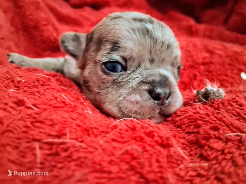 Drake – French Bulldog puppy for sale in Minneapolis, MN