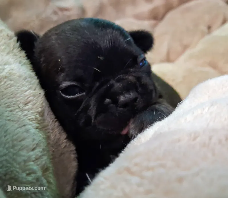 Lizzo – French Bulldog puppy for sale in Minneapolis, MN