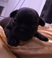 Lizzo, a female French Bulldog for sale in Minneapolis, MN – 3 of 4