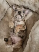 Amber, a female French Bulldog for sale in Minneapolis, MN – 6 of 8