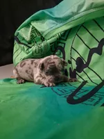 DRAKE, a male French Bulldog for sale in Minneapolis, MN – 3 of 7