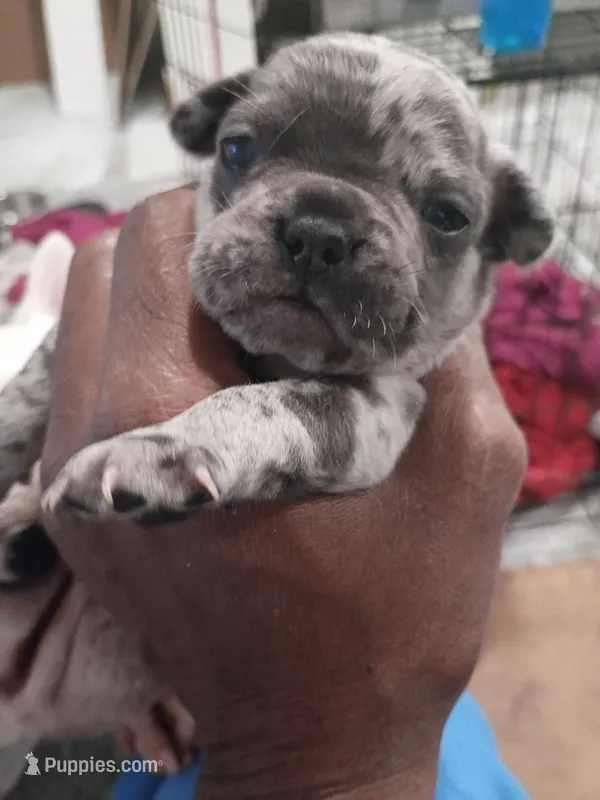 DRAKE – French Bulldog puppy for sale in Minneapolis, MN