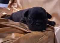 Lizzo, a female French Bulldog for sale in Minneapolis, MN – 7 of 8