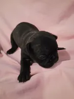 Lizzo, a female French Bulldog for sale in Minneapolis, MN – 5 of 8