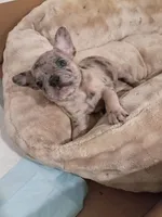 Amber, a female French Bulldog for sale in Minneapolis, MN – 2 of 8