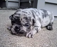 DRAKE, a male French Bulldog for sale in Minneapolis, MN – 3 of 4