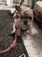 Amber, a female French Bulldog for sale in Minneapolis, MN – 8 of 8
