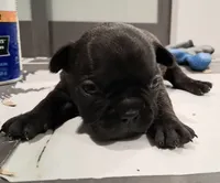 Lizzo, a female French Bulldog for sale in Minneapolis, MN – 4 of 4