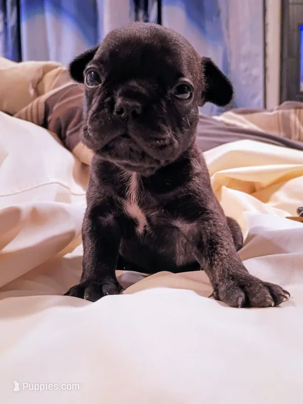Lizzo – French Bulldog puppy for sale in Minneapolis, MN