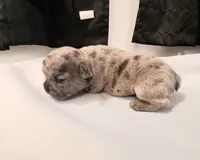 CATLIN, a female French Bulldog for sale in Minneapolis, MN – 4 of 7